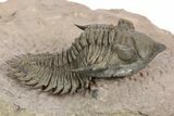 Metacanthina Trilobite - Top Quality Preparation #243928-2